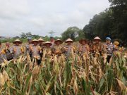 Kapolsek Indralaya Hadiri Panen Raya Jagung Program Ketahanan Pangan di Desa Lorok