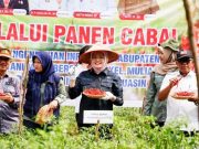 Panen Perdana, Wakil Bupati Banyuasin, Apresiasi Program Pemanfaatan Lahan Kelompok Petani Cabai