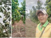 Eprisandi Sebut, Tanaman Buah Alpukat Cocok Dilahan KHDTK Benakat