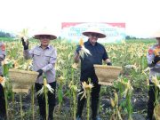 Sekda Sumsel dan Kapolda Sumsel Hadiri Panen Raya Jagung Serentak
