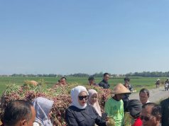 Wabup Netta Tinjau Kebun Bawang Merah Petani Brebes