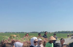 Wabup Netta Tinjau Kebun Bawang Merah Petani Brebes
