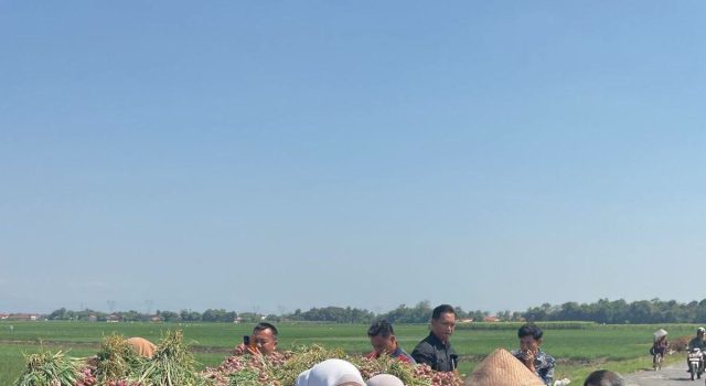 Wabup Netta Tinjau Kebun Bawang Merah Petani Brebes