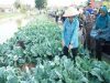 Feby Deru Panen Kembang Kol dan Lele di OKU Timu