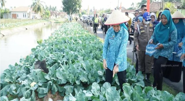 Feby Deru Panen Kembang Kol dan Lele di OKU Timu